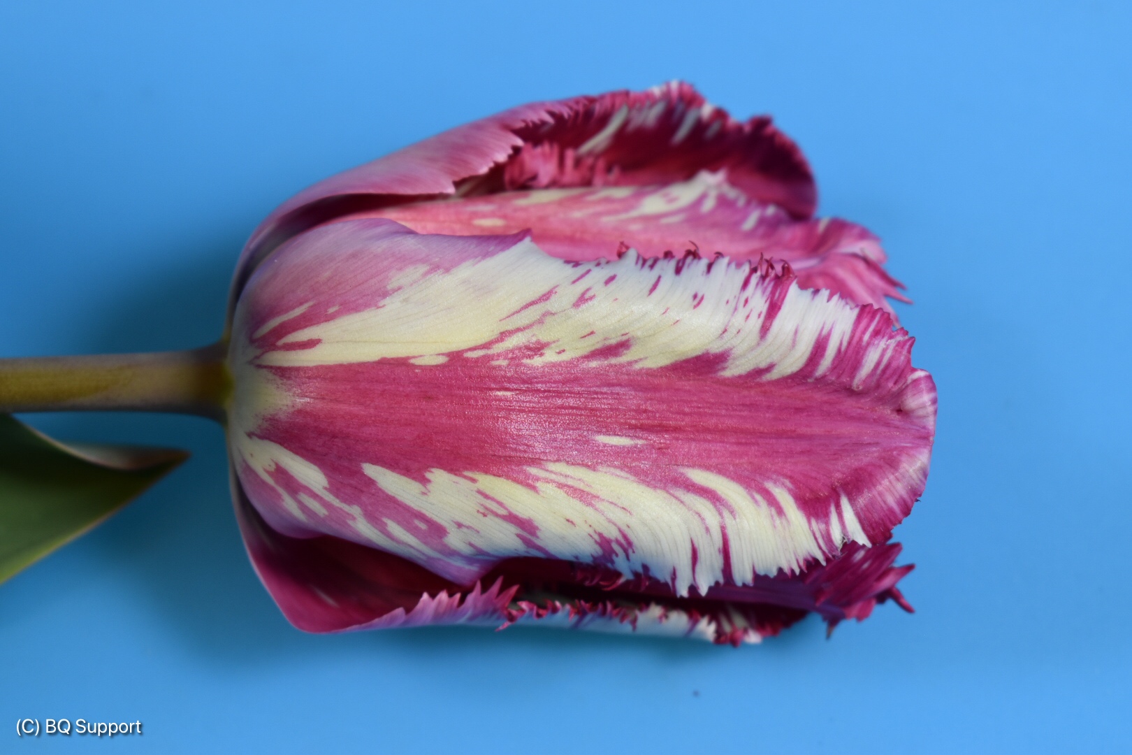 Toets Pco-snot