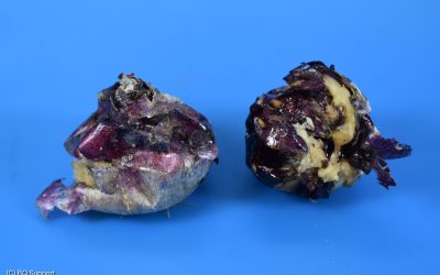 Vrijwillige Dickeya-toetsing werkbollen hyacint
